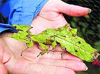 A leaf insect has the same shape and colour as the leaves on which it feeds