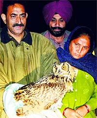 SPCA and Forest officials release Rock Eagle Owl at a forest area in Ajnala
