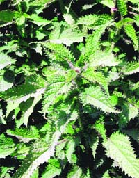 Nettle leaves also known as Kandali used to make Saag found in abundance in Mussoorie