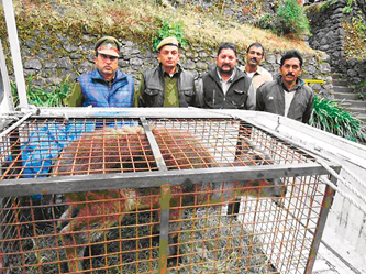 The rescued Himalayan tahr being transported to the Dhauladhar Nature Park in Gopalpur.