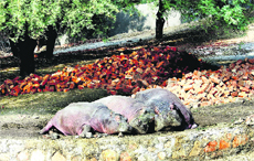 Three hippopotamus bask in the sunshine at Chaudhary Surender Singh Memorial Zoo in Bhiwani on Saturday