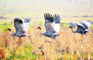 Crane chicks take flight in a Swan wetland in Una.