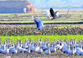 Migratory birds make Gharana wetland their home in the winter months at RS Pura on the India-Pakistan border near Jammu.