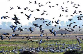 Migratory birds make Gharana wetland their home in the winter months at RS Pura on the India-Pakistan border near Jammu.