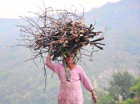 A woman carries firewood in Jammu.