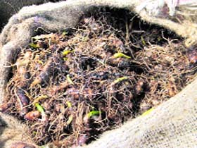 The rare forest herb, also known as patrisa, seized by the Langate Forest Division.