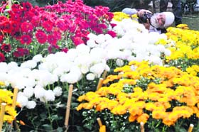 A flower arrangement at a chrysanthemum show-cum-contest held at Gurdwara Singh Sabha, Sarabha Nagar, in Ludhiana on Sunday.