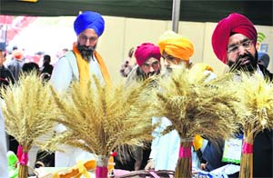 Farmers have a look at new wheat varieties on display at Agro Tech in Chandigarh. 