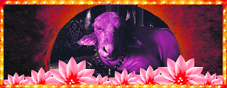 Pink of health: Gulabo in Matru Ki Bijlee Ka Mandola
