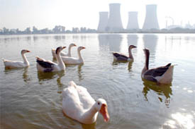 Ducks swim in the thermal lake on a sunny winter day in Bathinda on Tuesday.