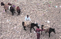 Men collect stones from the Tawi river bed in Jammu. Tribune photo: Inderjeet Singh