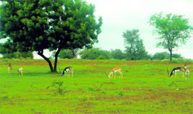 Black bucks graze on green grass in the fields of a Fatehabad village.