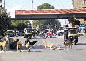 Stray dogs roam around Jehangir Chowk in Srinagar on Wednesday