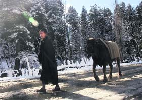 A boy along with a cow walks in a snow-covered area of south Kashmir on Wednesday