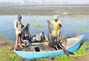 Farmers collect water chestnuts at Motte Majra village on Thursday.
