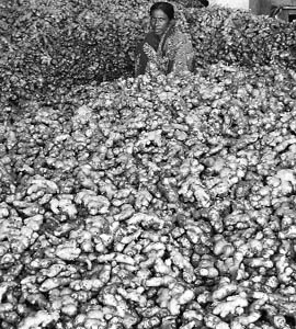 A woman sorts ginger at a wholesale fruit market in Siliguri on Friday.