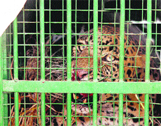 The leopard that was rescued from a well.
