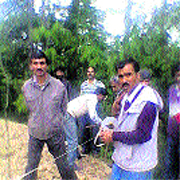 A team of forest officials removes plantation from forest land encroached upon in a Handwara village.