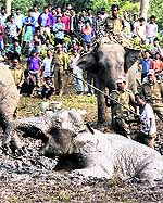 Forest officials try to rescue an elephant trapped in mud in Gopalpara district on Saturday