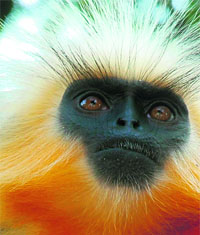 The golden langur was discovered by Edward Pritchard Gee 