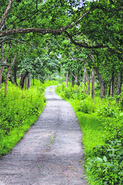 Established in 1940, the sprawling sanctuary, Mudumalai, was a first in India. It is a paradise for tigers and leopards