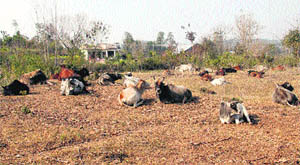 Stray cows sit in fields abandoned by farmers in the Lanj area of Kangra district.