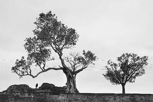 Two trees at the Nurpur Fort.