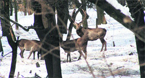 Hanguls in a forest area in Kashmir.