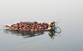 A woman ferries lotus leaves in a boat while rowing towards her home on the Dal Lake. 