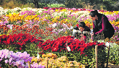 Girls admire flowers during a flower show at the PAU in Ludhiana. 