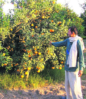 A kinnow grower shows a fruit-laden tree at his farm in Fazilka.