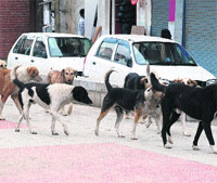 Stray dogs move along a road in Srinagar on Monday.