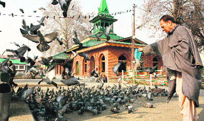 A man feeds pigeons near the Khwaja Naqshbandh Sahi shrine in downtown Srinagar on Monday. 