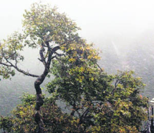 A short spell of snowfall brought the temperature down in Mussoorie on Tuesday.