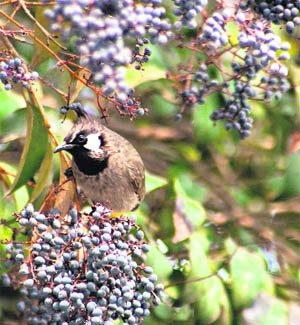 Himalayan Bulbul sits on a berry tree in Srinagar.
