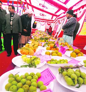 Fruits on display during a fair in Rajouri