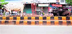 Stray animals sitting on the road divider in Amritsar on Friday