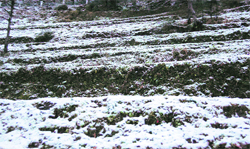 Snow-covered fields at Dhanaulti on Friday.