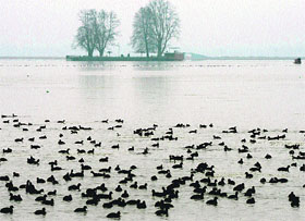 Migratory birds float on the Dal Lake in Srinagar on Friday.