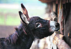 A donkey is seen 