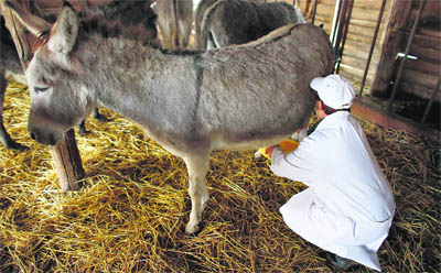 A woman milks a donkey at the Zasavica farm