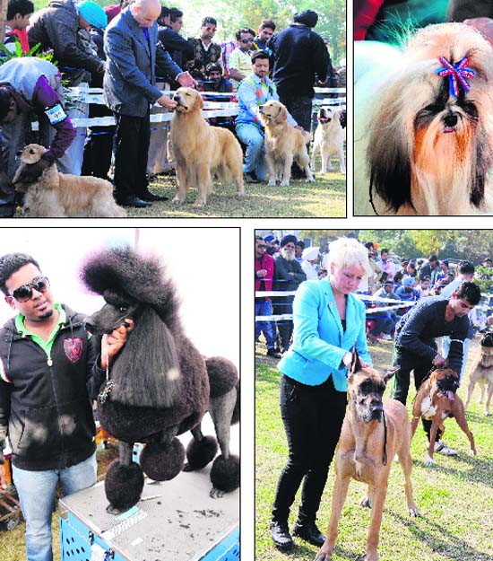 Participating dogs at the show in Amritsar on Sunday