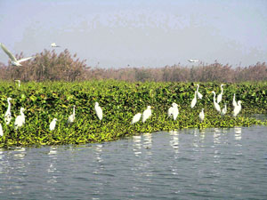 Winged visitors present a visual treat at Harike on Sunday.