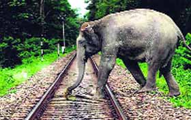 An elephant crosses the Motichur railway track in Haridwar on Monday.