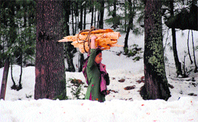 A girl walks through snow-covered woods with a load of firewood in the Bhaderwah valley.