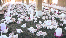 Chickens at a farm on the outskirts of Srinagar.