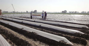Protected cultivation of high-value vegetable crops being practised at a village under the Farmer Advisory Service Scheme of the PAU Regional Research Station, Bathinda.