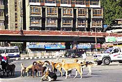 Dogs day out: Dogs roam around in Lal Chowk area in Srinagar