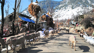 A sunny day allowed shepherds to take their herd to pastures at a Pahalgam village on Friday. 