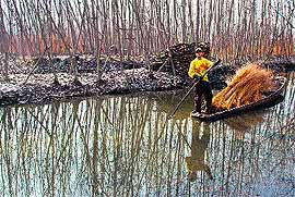A man carries a bundle of sticks used for making Kangri on the outskirts of Kashmir